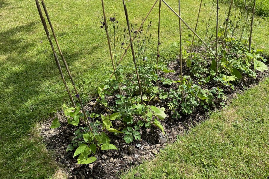 The Holt runner bean plants